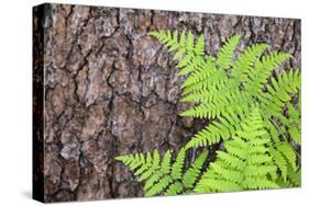 USA, California, Yosemite National Park. fern leaves against a pine tree trunk.-Jaynes Gallery-Stretched Canvas