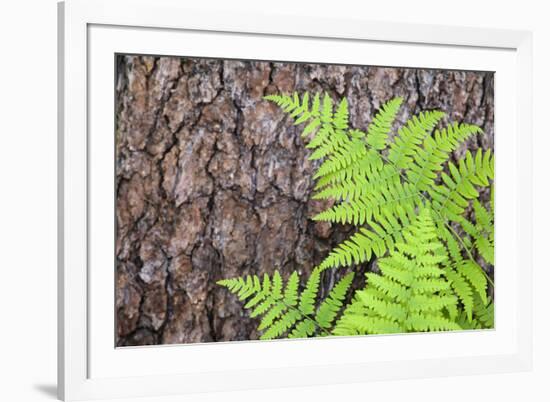 USA, California, Yosemite National Park. fern leaves against a pine tree trunk.-Jaynes Gallery-Framed Premium Photographic Print