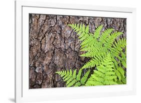 USA, California, Yosemite National Park. fern leaves against a pine tree trunk.-Jaynes Gallery-Framed Premium Photographic Print