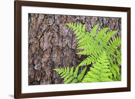 USA, California, Yosemite National Park. fern leaves against a pine tree trunk.-Jaynes Gallery-Framed Premium Photographic Print