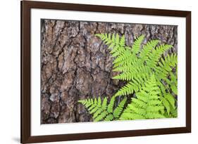 USA, California, Yosemite National Park. fern leaves against a pine tree trunk.-Jaynes Gallery-Framed Premium Photographic Print