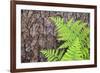 USA, California, Yosemite National Park. fern leaves against a pine tree trunk.-Jaynes Gallery-Framed Premium Photographic Print