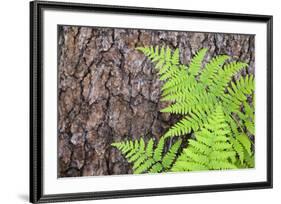 USA, California, Yosemite National Park. fern leaves against a pine tree trunk.-Jaynes Gallery-Framed Premium Photographic Print