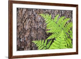 USA, California, Yosemite National Park. fern leaves against a pine tree trunk.-Jaynes Gallery-Framed Premium Photographic Print