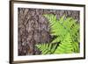 USA, California, Yosemite National Park. fern leaves against a pine tree trunk.-Jaynes Gallery-Framed Premium Photographic Print