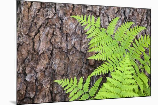 USA, California, Yosemite National Park. fern leaves against a pine tree trunk.-Jaynes Gallery-Mounted Premium Photographic Print
