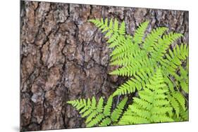 USA, California, Yosemite National Park. fern leaves against a pine tree trunk.-Jaynes Gallery-Mounted Premium Photographic Print