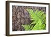 USA, California, Yosemite National Park. fern leaves against a pine tree trunk.-Jaynes Gallery-Framed Photographic Print