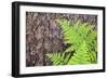 USA, California, Yosemite National Park. fern leaves against a pine tree trunk.-Jaynes Gallery-Framed Photographic Print