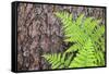 USA, California, Yosemite National Park. fern leaves against a pine tree trunk.-Jaynes Gallery-Framed Stretched Canvas