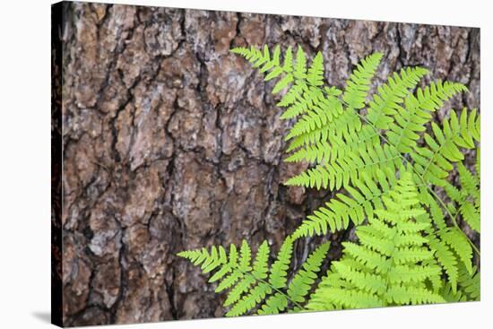 USA, California, Yosemite National Park. fern leaves against a pine tree trunk.-Jaynes Gallery-Stretched Canvas