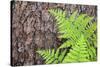 USA, California, Yosemite National Park. fern leaves against a pine tree trunk.-Jaynes Gallery-Stretched Canvas