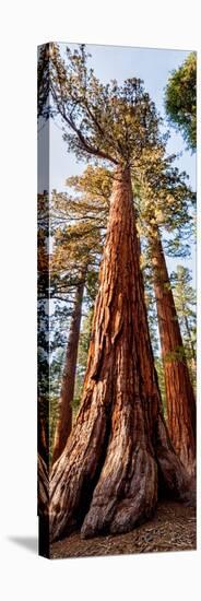 USA, California, Yosemite National Park. Giant Sequoia trees in Mariposa Grove-Ann Collins-Stretched Canvas