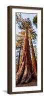 USA, California, Yosemite National Park. Giant Sequoia trees in Mariposa Grove-Ann Collins-Framed Photographic Print