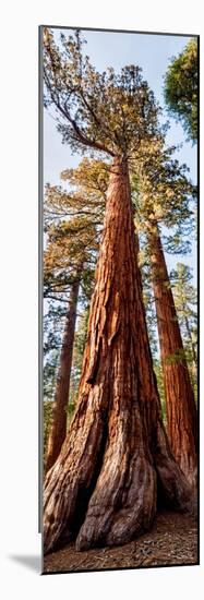 USA, California, Yosemite National Park. Giant Sequoia trees in Mariposa Grove-Ann Collins-Mounted Photographic Print