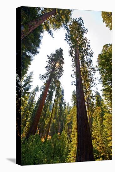 USA, California, Yosemite National Park, Mariposa Grove of Giant Sequoia-Bernard Friel-Stretched Canvas