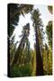 USA, California, Yosemite National Park, Mariposa Grove of Giant Sequoia-Bernard Friel-Stretched Canvas