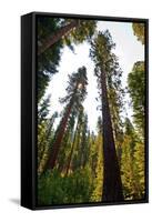 USA, California, Yosemite National Park, Mariposa Grove of Giant Sequoia-Bernard Friel-Framed Stretched Canvas