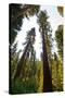 USA, California, Yosemite National Park, Mariposa Grove of Giant Sequoia-Bernard Friel-Stretched Canvas