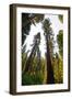 USA, California, Yosemite National Park, Mariposa Grove of Giant Sequoia-Bernard Friel-Framed Photographic Print