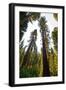 USA, California, Yosemite National Park, Mariposa Grove of Giant Sequoia-Bernard Friel-Framed Photographic Print