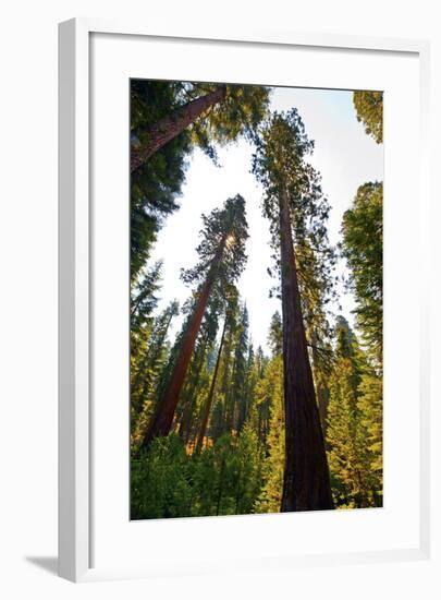 USA, California, Yosemite National Park, Mariposa Grove of Giant Sequoia-Bernard Friel-Framed Photographic Print