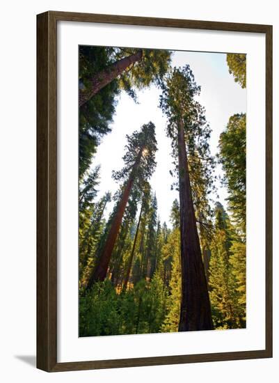 USA, California, Yosemite National Park, Mariposa Grove of Giant Sequoia-Bernard Friel-Framed Photographic Print