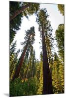 USA, California, Yosemite National Park, Mariposa Grove of Giant Sequoia-Bernard Friel-Mounted Photographic Print