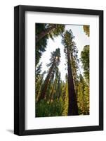USA, California, Yosemite National Park, Mariposa Grove of Giant Sequoia-Bernard Friel-Framed Photographic Print