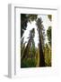 USA, California, Yosemite National Park, Mariposa Grove of Giant Sequoia-Bernard Friel-Framed Photographic Print