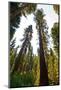 USA, California, Yosemite National Park, Mariposa Grove of Giant Sequoia-Bernard Friel-Mounted Photographic Print