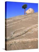 USA, California, Yosemite National Park, Pine tree and rock-Theo Allofs-Stretched Canvas