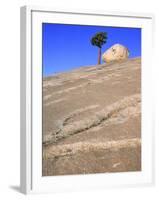 USA, California, Yosemite National Park, Pine tree and rock-Theo Allofs-Framed Photographic Print