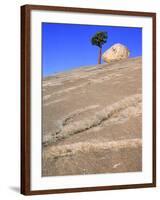 USA, California, Yosemite National Park, Pine tree and rock-Theo Allofs-Framed Photographic Print