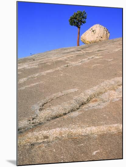 USA, California, Yosemite National Park, Pine tree and rock-Theo Allofs-Mounted Photographic Print