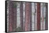 USA, California, Yosemite National Park. Pine Trees in Fog-Jaynes Gallery-Framed Stretched Canvas