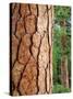 USA, California, Yosemite National Park. Ponderosa Pine-Jaynes Gallery-Stretched Canvas