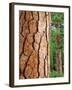 USA, California, Yosemite National Park. Ponderosa Pine-Jaynes Gallery-Framed Photographic Print