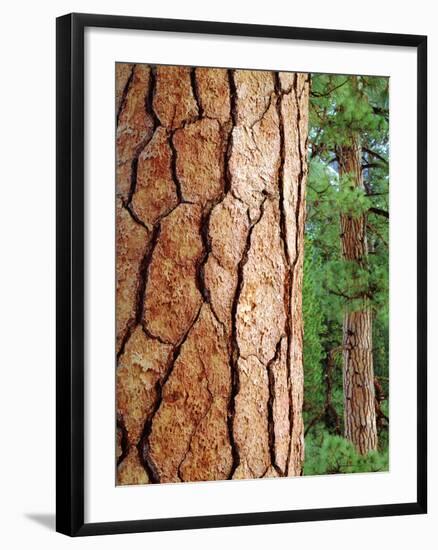 USA, California, Yosemite National Park. Ponderosa Pine-Jaynes Gallery-Framed Photographic Print