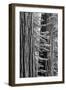 USA, California, Yosemite NP. Sequoia Trees in the Mariposa Grove-Dennis Flaherty-Framed Photographic Print