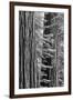 USA, California, Yosemite NP. Sequoia Trees in the Mariposa Grove-Dennis Flaherty-Framed Photographic Print