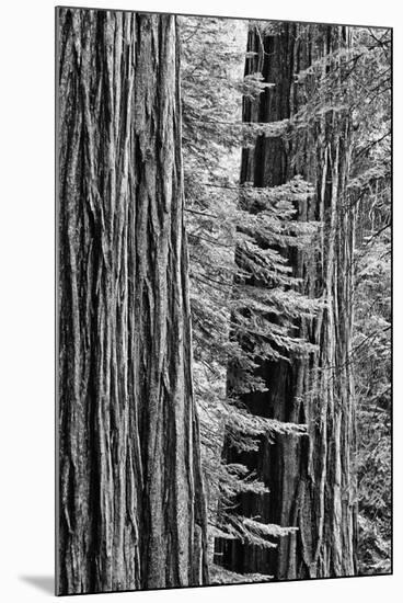 USA, California, Yosemite NP. Sequoia Trees in the Mariposa Grove-Dennis Flaherty-Mounted Photographic Print