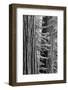USA, California, Yosemite NP. Sequoia Trees in the Mariposa Grove-Dennis Flaherty-Framed Photographic Print