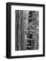 USA, California, Yosemite NP. Sequoia Trees in the Mariposa Grove-Dennis Flaherty-Framed Photographic Print