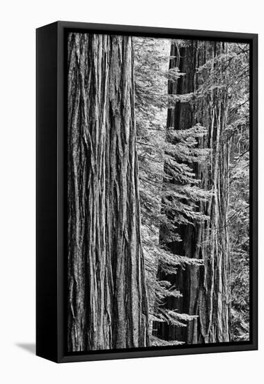 USA, California, Yosemite NP. Sequoia Trees in the Mariposa Grove-Dennis Flaherty-Framed Stretched Canvas