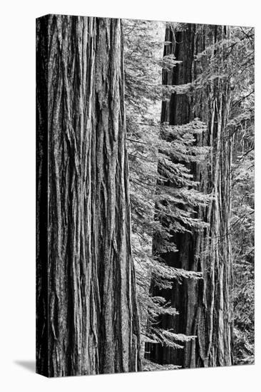 USA, California, Yosemite NP. Sequoia Trees in the Mariposa Grove-Dennis Flaherty-Stretched Canvas