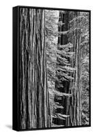 USA, California, Yosemite NP. Sequoia Trees in the Mariposa Grove-Dennis Flaherty-Framed Stretched Canvas