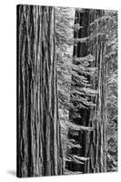 USA, California, Yosemite NP. Sequoia Trees in the Mariposa Grove-Dennis Flaherty-Stretched Canvas