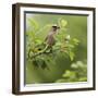 USA, Carmel, Indiana. Cedar waxwing feeds on serviceberry fruit.-Deborah Winchester-Framed Photographic Print