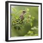 USA, Carmel, Indiana. Cedar waxwing feeds on serviceberry fruit.-Deborah Winchester-Framed Photographic Print